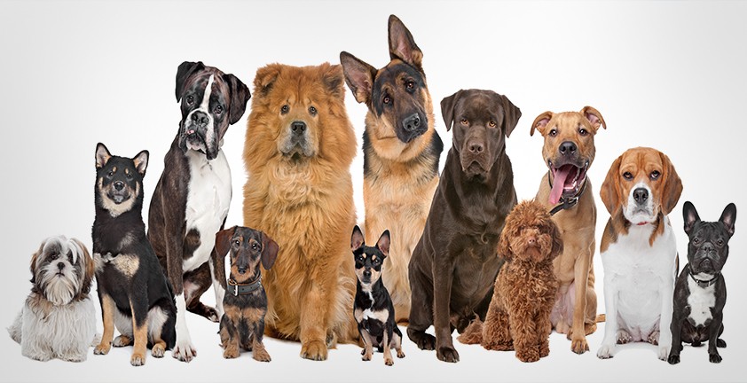 Выбор собаки по размеру и типу шерсти - Психология эффективной жизни -  онлайн-журнал